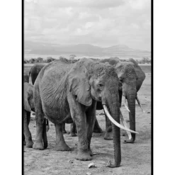 ELEPHANTS - Poster 50x70 cm