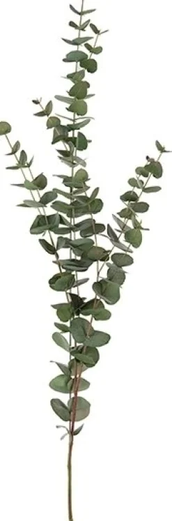 Eucalyptus konstväxt