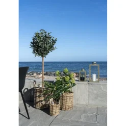 Fikonträd konstväxt - Grön