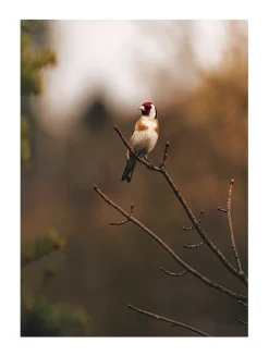 Posterworld - Motiv Bird - 70 x 100 cm