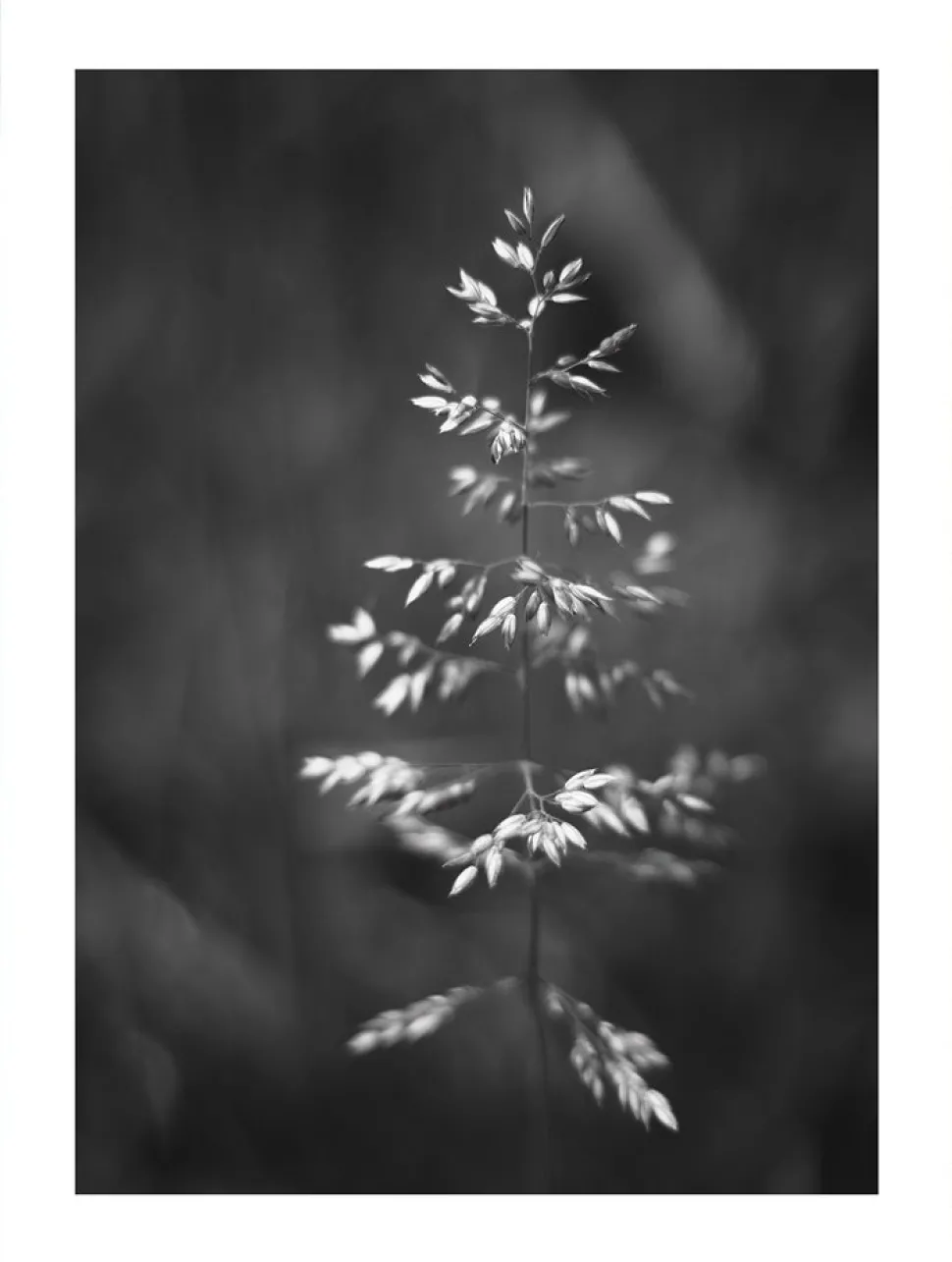 Posterworld - Motiv Grass - 50 x 70 cm