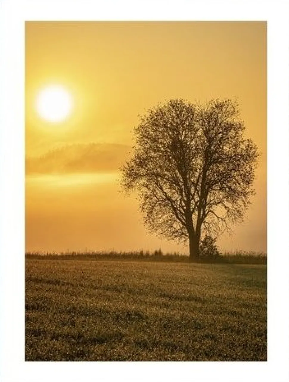 Posterworld - Motiv Lonely Tree - 50x70 cm