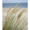 Posterworld - Motiv Windy Beach - 70 x 100 cm